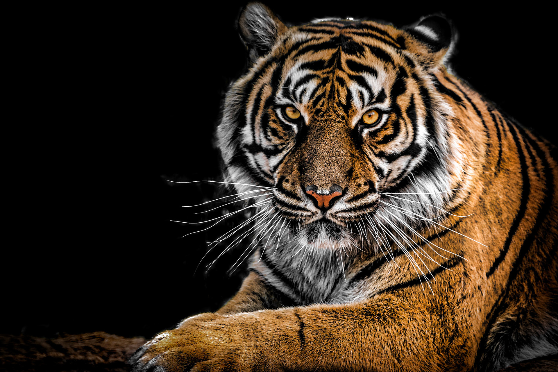 molitor beats competition to be commissioned to design permanent exhibition in the Predator House/Nocturnal House in Berlin Zoological Garden