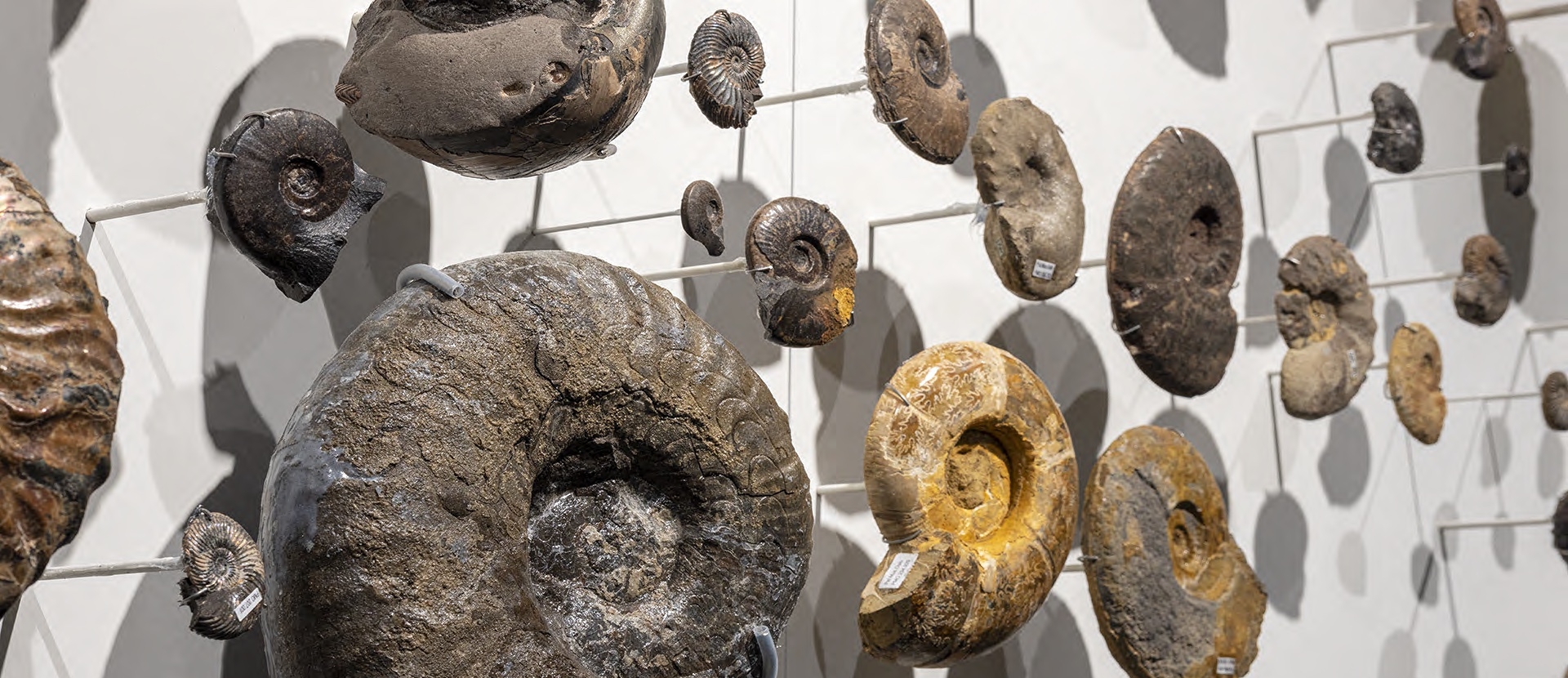 300 an einer Wand befestigte Ammoniten an einer Wand von molitor im Natural History Museum in Oslo
