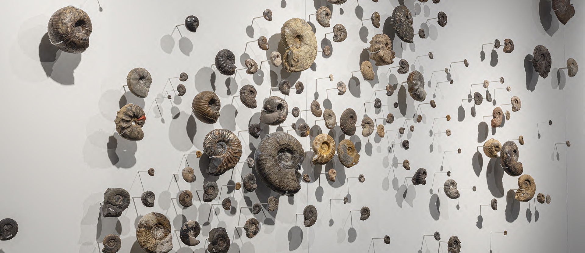300  an einer Wand befestigte Ammoniten an einer Wand von molitor GmbH