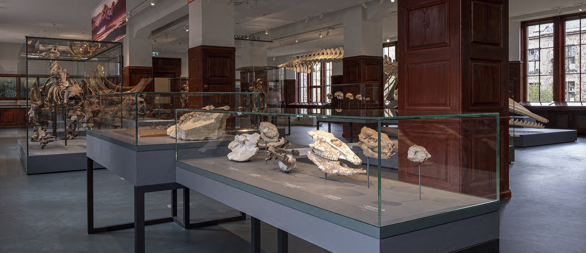 Große Glasvitrine im Natural History Museum in Olso. Objekthalterungen von molitor