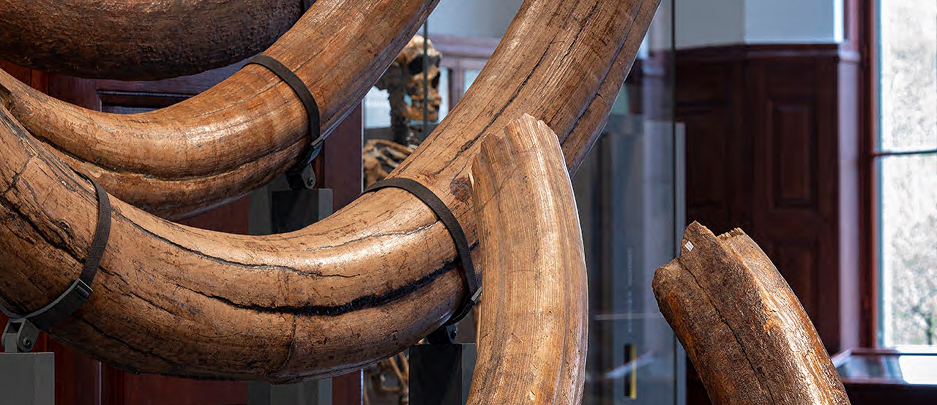 Große, schwere Mammutzähne fixiert in Stahlhalterungen, entwickelt von molitor GmbH